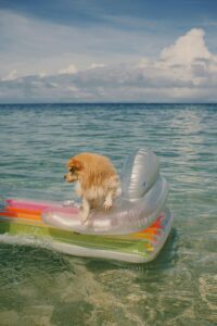 Dog Colognes