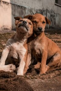 Beauceron Dogs