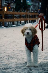 Dog Coats