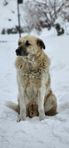 Anatolian Shepherds