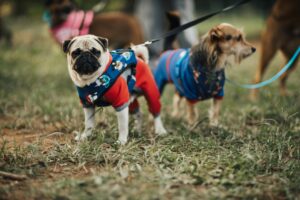 Dog Coats