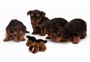Toy Manchester Terrier Puppies