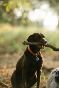  AKC Chocolate Lab Puppy