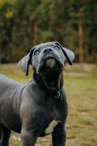Cane Corso Puppies