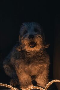 Dandie Dinmont
