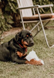 Rottweiler Puppies