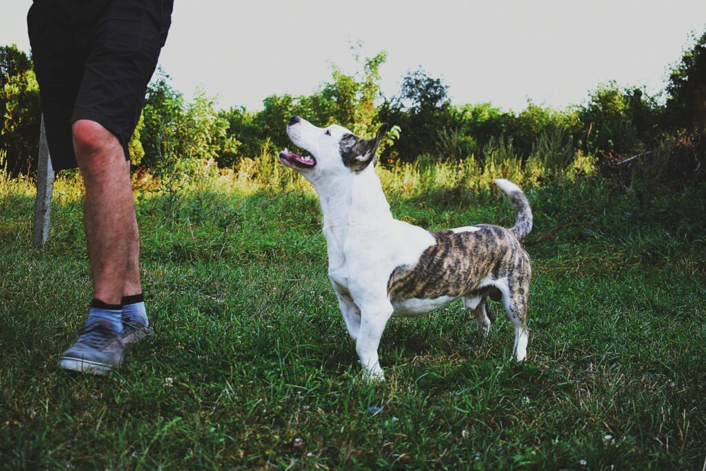 American Staffordshire Bull Terriers
