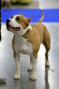 American Staffordshire Bull Terriers