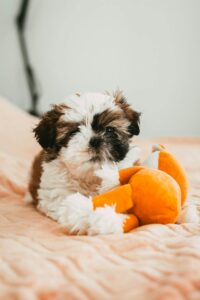 Affenpinscher Puppy