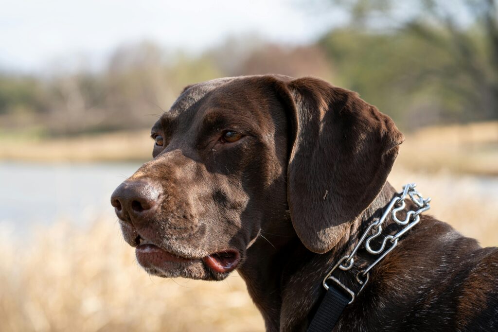 German Shorthair Breeding