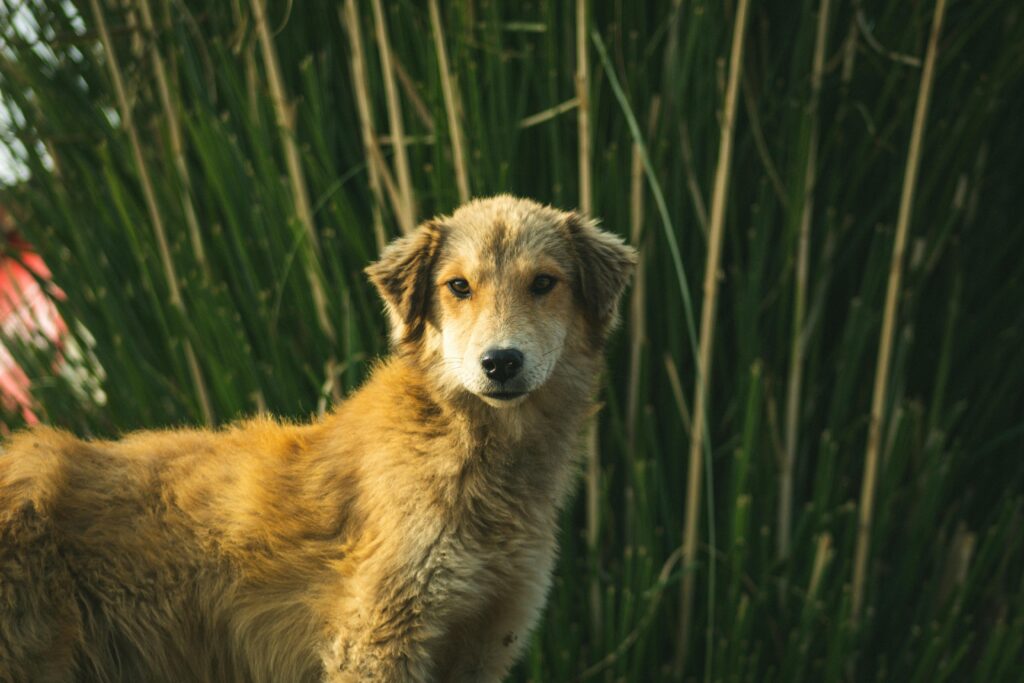 Mudi Dog