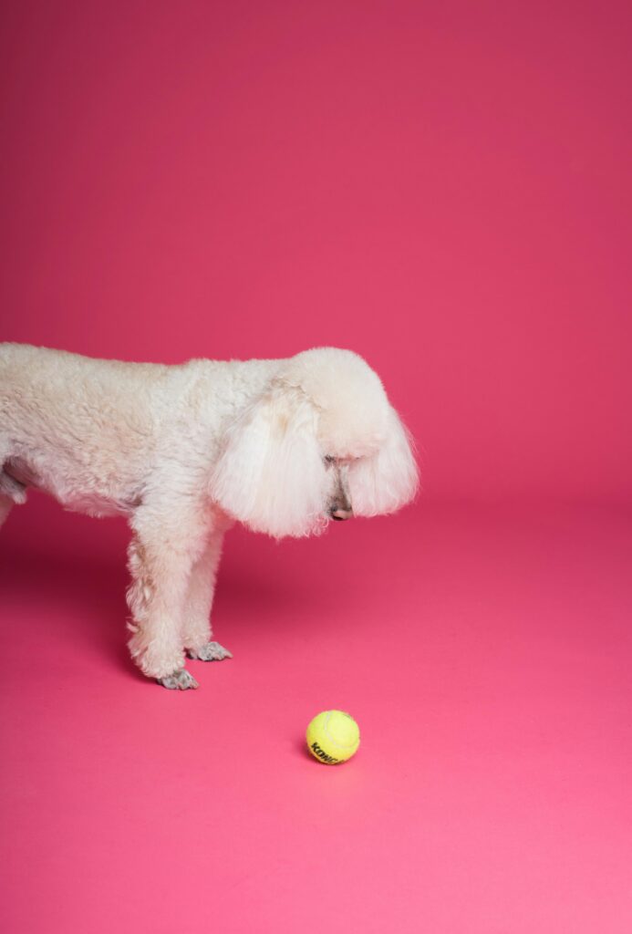 Tennis Balls for Dogs