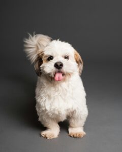 Anthropomorphism in Dogs
