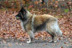 Tennis Balls for Dogs