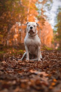 American Staffordshire Bull Terriers