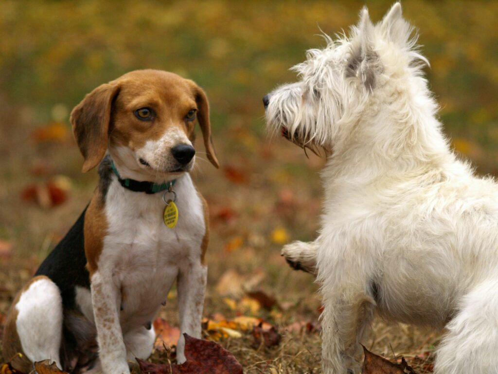 Majestic King Corso Puppies