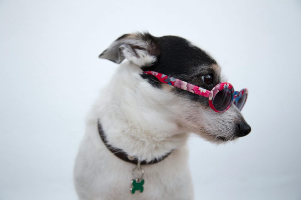 Parsons Jack Russell