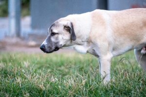 Anatolian Shepherds
