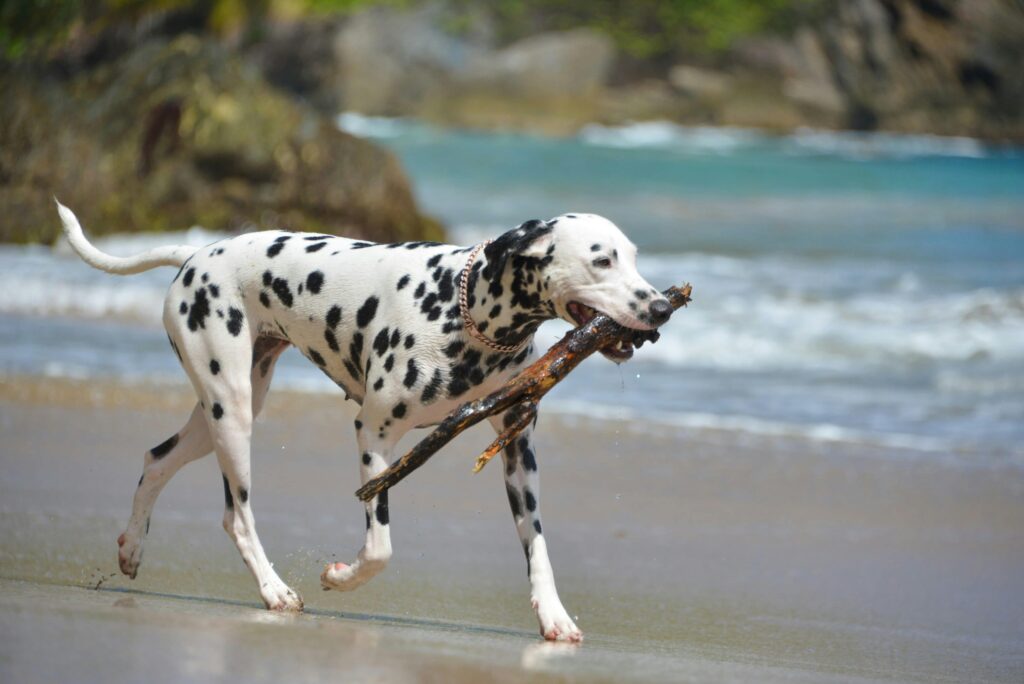 AKC Dalmatian Breeders