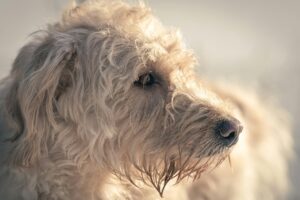 Reasons Your Dog Threw Up