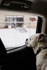 Reasons Your Dog Is Throwing Up