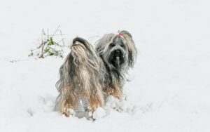 Canine Vomiting Foam