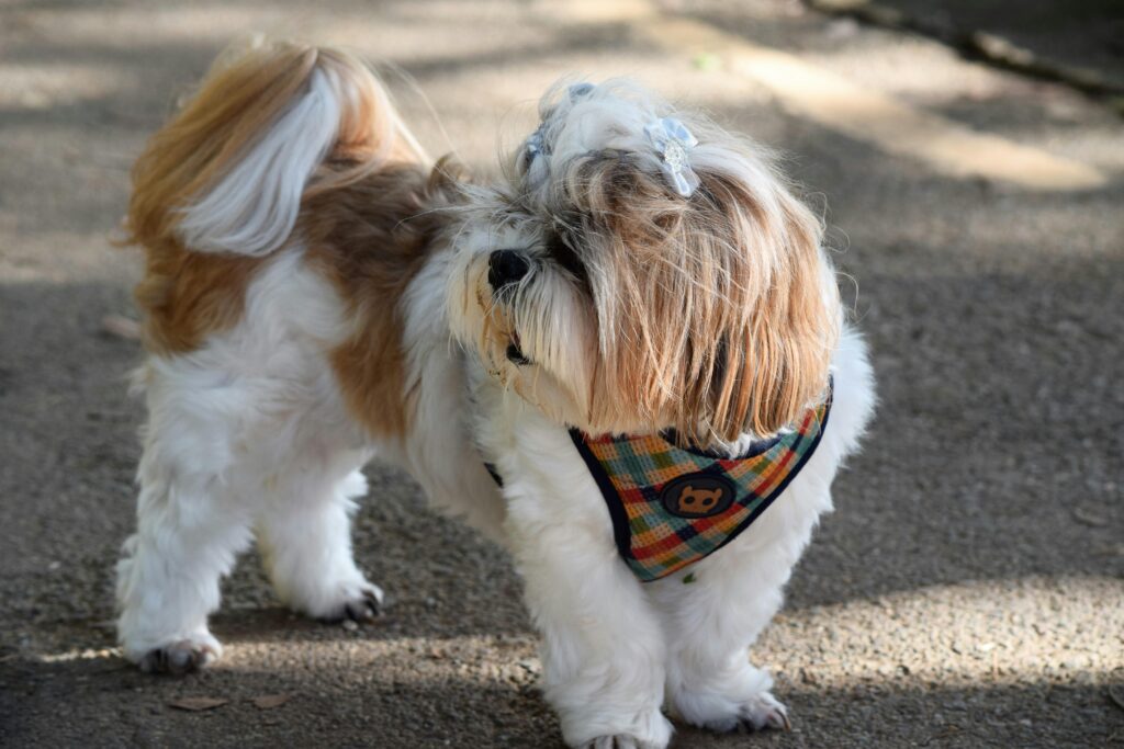Pekingese Puppies