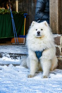 Mudi Dog