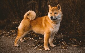Majestic King Corso Puppies