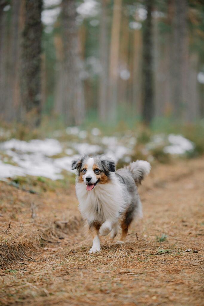 Canine Vomiting Foam