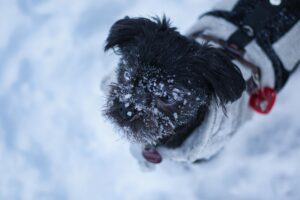 Affenpinscher Puppy
