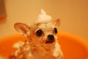 Canine Vomiting Foam