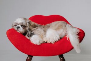 Lhasa Apso Puppies