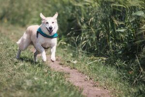Slicker Brushes for Dogs