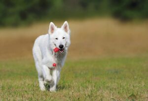 Dog Training