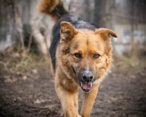 Reasons Your Dog Threw Up