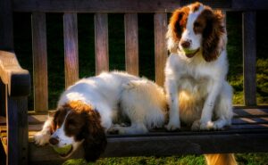 Tennis Balls for Dogs