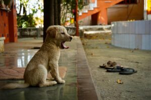 Anthropomorphism in Dogs