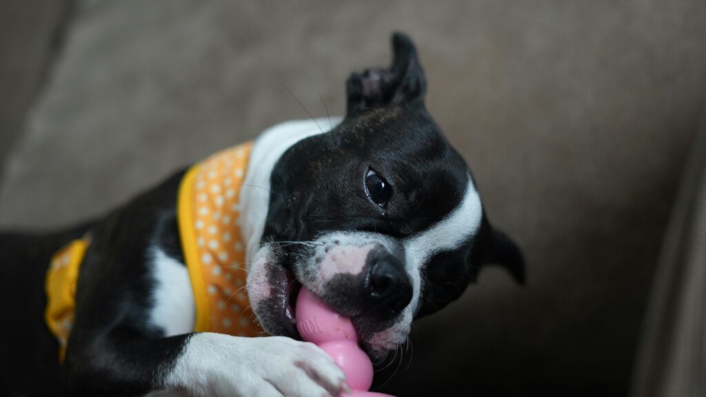 Reasons Your Dog Threw Up