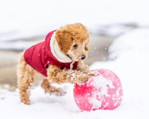 Curly Coated Retrievers