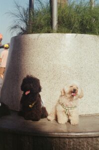 Toy Poodles