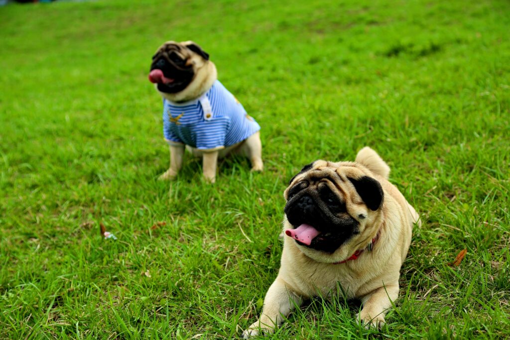 Pudelpointer Puppies
