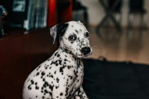 AKC Dalmatian Breeders