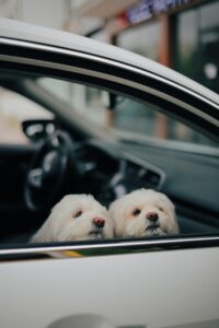 Lhasa Apso Puppies