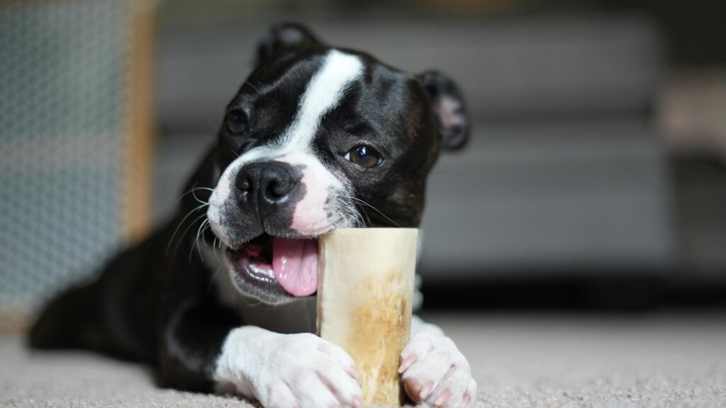 Boston Terrier Puppies