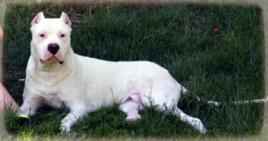 Argentinian Mastiff Breeders