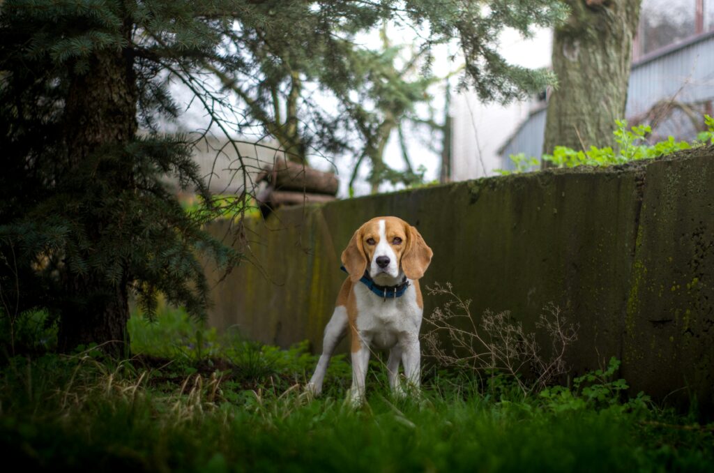 Walker Hounds
