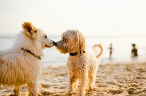Water Spaniel Puppies