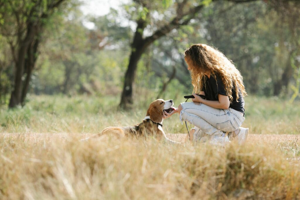 Beagles Breeding