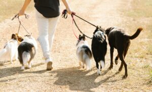 Walker Coonhounds